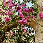 Penelope Garden House Old Town Rhodes City